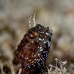 blenny_sailfin_oc_jar_v_0508_cub2656.jpg